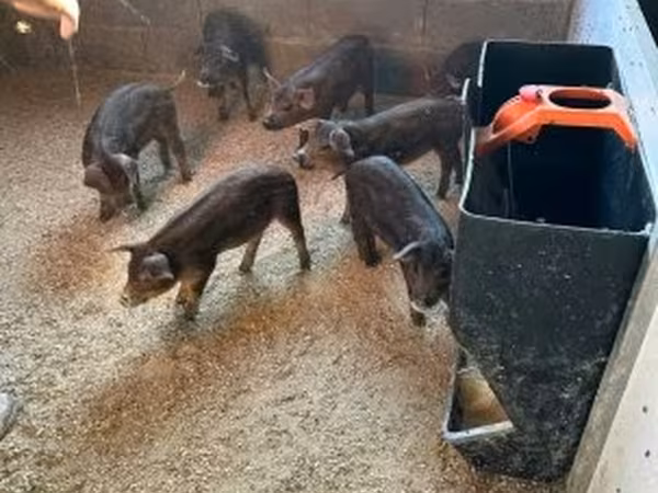 Pigs (batch, sex not specified),  — Hungary