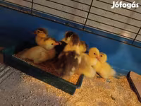 Ducks — الصورة 2