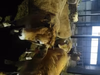 Tehén, Aubrac cattle — 3. fotó