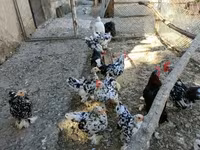 Pekin Bantam — 4. fotó