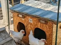 Chickens — 4. fotó
