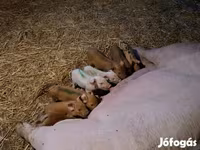 Säue, Schweine — Foto 2