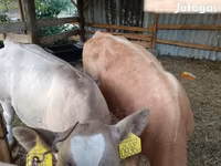 Bulle, Simmental cattle — Foto 2