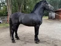 घोड़ा, Friesian — फ़ोटो 2