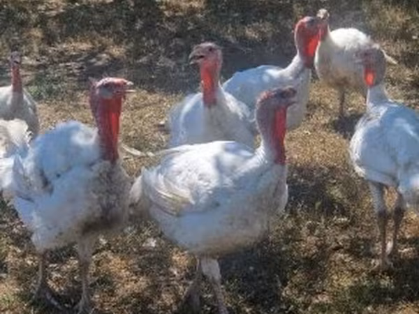Turkeys — Hungary