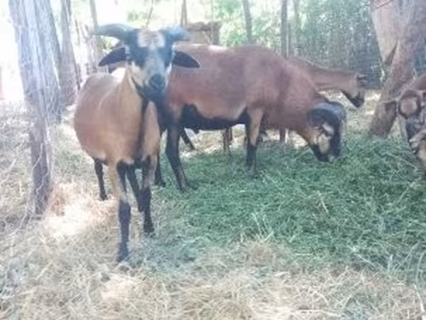 Beran, Cameroon sheep — Maďarsko