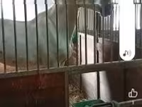 Caballo, Caballos — foto 3