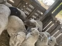Sheep, Blackheaded Persian sheep — photo 4