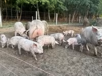 मादा सूअर, सूअर — फ़ोटो 5