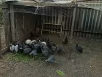 Gris Perla — foto 3