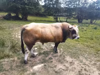 Bika, Aubrac cattle — 2. fotó