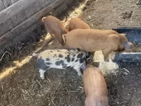 Sow, Pigs — photo 3