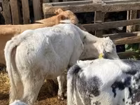公牛, Belgian Blue — 照片 7