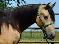 घोड़ा, Gypsy horse — फ़ोटो 5