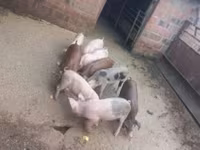 公猪, Pigs — 照片 2