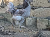 Ameraucana — 4. fotó