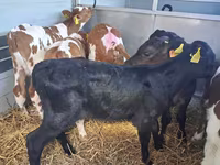 Touro, Simmental cattle — foto 4