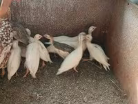 Chickens — الصورة 4