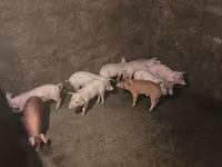 Boar, Pigs — photo 1