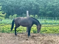 Hing, Lipizzaner — 3. fotó