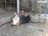 Chickens — foto 3