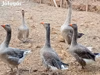 Geese — 8. fotó