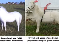 Horse (M), Miniature horse — photo 3