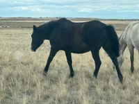 Égua, Cavalos — foto 3