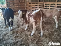 Bika, Simmental cattle — 1. fotó