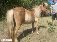Hengst, Indian half-bred — Foto 6