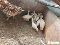 Chickens — الصورة 3