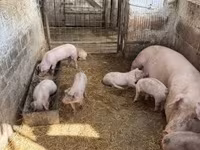 Schweine (Partie, Geschlecht nicht angegeben) — Foto 2
