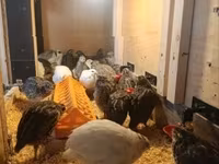Quails — foto 3