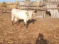 Cow, Charolais cattle — photo 4