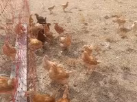Chickens — foto 1