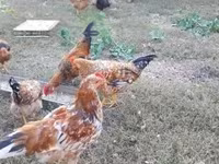 Chickens — 5-сурет