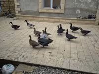 Ducks — 1-сурет