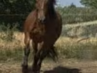 Yegua, Caballos — foto 1