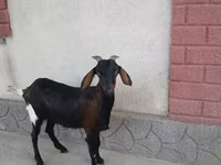 Nőstény kecske, Nubian Goat — 1. fotó