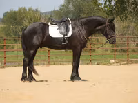Hing, Friesian — 1. fotó