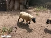 Kos, White Suffolk sheep — 6. fotó