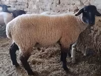 Cabras (lote, sexo no especificado), Cabras — foto 5