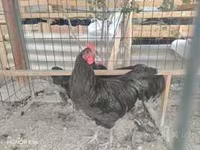 Carneiro, Ovelhas — foto 6