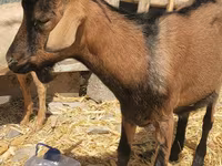 تيس, Alpine goat — الصورة 1