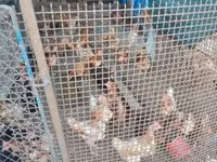gallina danesa — foto 2