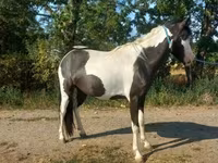 Mare, Horses — photo 4