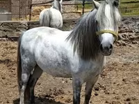 Jument, Hungarian horse breed — photo 4