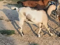 公山羊, Goats — 照片 2