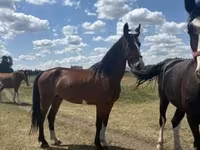 घोड़ी, Dutch warmblood horse — फ़ोटो 2