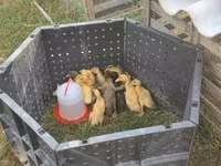 Ducks — फ़ोटो 3